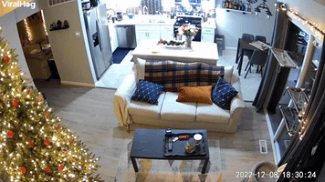Cat Lands on Christmas Tree From Second Floor