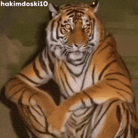 Tai Lung Tiger GIF