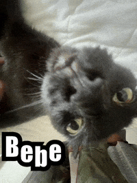 Sandcastle64 cat bebe bebeisacat GIF