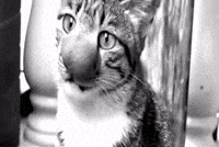 yogif1336 bee cat big nose cat sting cat GIF