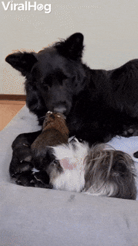 Unlikely Friends Keeping Each Other Clean