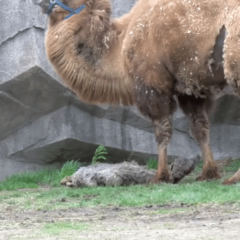 Newborn Camel Explores Habitat With Parents at Milwaukee Zoo