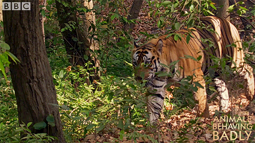 tiger deer GIF by BBC