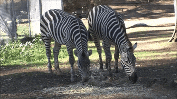 OaklandZoo animals california wildlife zoo GIF