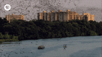 pbs adventure GIF by EARTH A New Wild