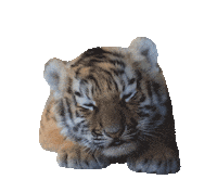 Baby Tiger Sticker by Beekse Bergen
