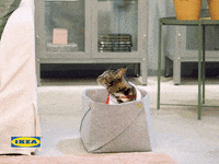 awkward cat GIF by IKEA Nederland