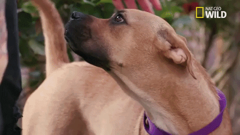 pupparazzi puppy potty face GIF by Nat Geo Wild