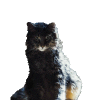 cat watching Sticker by Pet Sematary