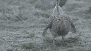 Dance Running GIF by U.S. Fish and Wildlife Service
