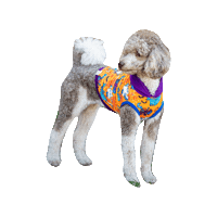 Halloween Dog Sticker by Geekster Pets