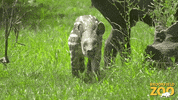 Baby Cute Animals GIF by Brookfield Zoo