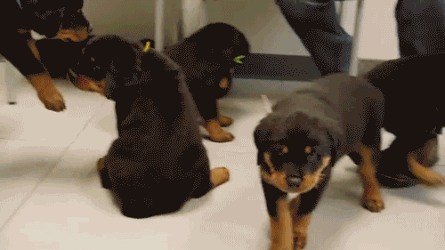 Puppy Puppies GIF by Animal Planet