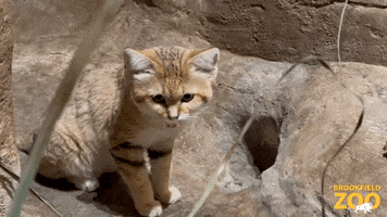 Cat Tongue GIF by Brookfield Zoo
