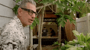 Episode 3 Tattoos GIF by The World According to Jeff Goldblum | Disney+