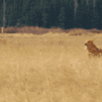 Ikon Pass Bark Bracket GIF by ikonpass