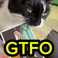 Cats Denial GIF