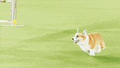 Westminster Dog Show Dogs GIF by Westminster Kennel Club