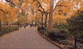 new york GIF