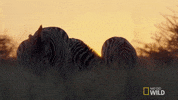 nat geo wild zebra GIF by Savage Kingdom