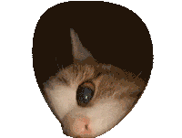 Good Morning Cat Sticker