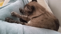 Generous Cat Gives Owner a Massage After a Long Day at Work