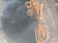 Bear Tree GIF by Nature Is Metal