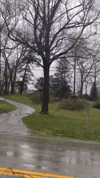 Trees Downed by Tornado-Warned Storm in Louisville Suburb