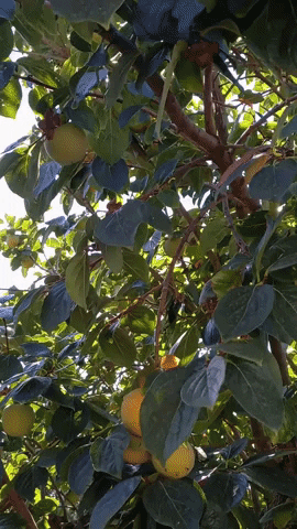 Simongip giphygifmaker GIF