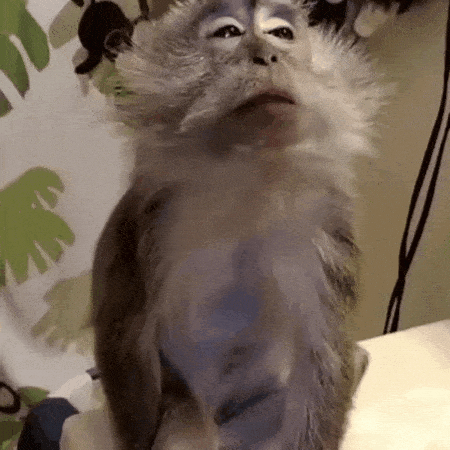 Video gif. Monkey getting their hair combed all around their face and neck, eyes resting, enjoying haughtily.