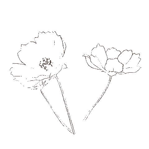 grintealatte flower flowers bloom lily Sticker