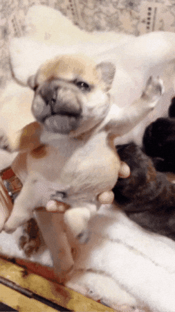 Pibble GIF