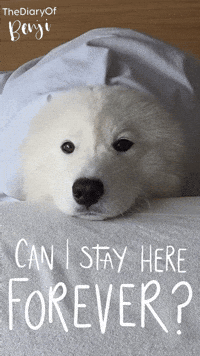 Benji Stay Forever GIF