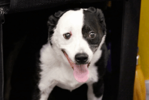 westminster dog show GIF by Westminster Kennel Club