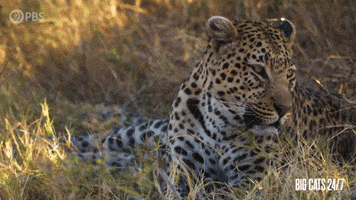 Season 2 Leopard GIF by PBS