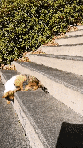 cuteanimalland giphyupload GIF