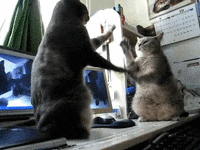 Cat GIF