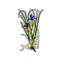 British Flower Sticker by The Wild Curiosity