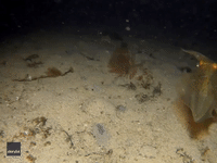 'The Frustration Is Priceless': Diver Captures Crab's Fruitless Battle With Shell