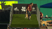 Flying Pembroke Welsh Corgi GIF by American Kennel Club