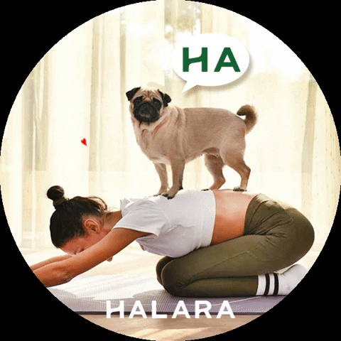 Halara_official giphygifmaker giphyattribution dog pet GIF