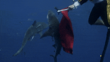 Bull Shark Matador