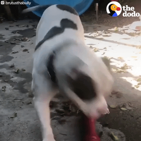 Dog GIF by The Dodo