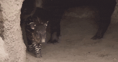 San Diego Zoo Asks for Help Naming Endangered Tapir Calf