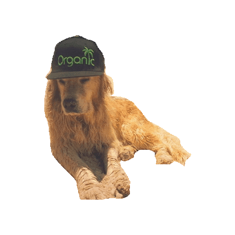 Surf_Organic dog hat organic surfing Sticker