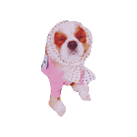 Cavalierkingcharlesspaniel Sticker