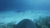 Tiger Shark GIF by Shark Week