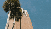 good morning GIF by University of Florida