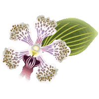 Orquidea Sticker by CATALINA ESTRADA
