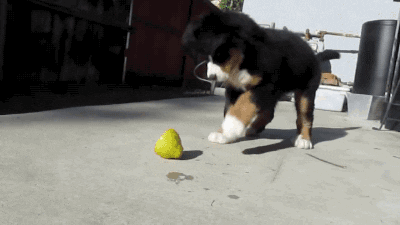 dog lemon GIF
